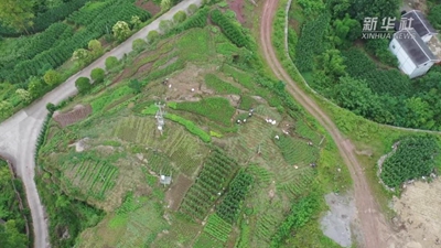 武陵山間小藠頭 闖出海外大市場(chǎng)