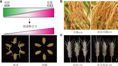 我國科學(xué)家找到調(diào)控水稻、小麥穗發(fā)芽的“開關(guān)”