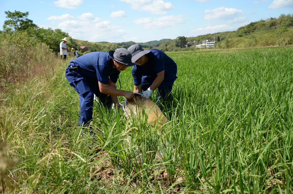 烈日下，為干旱的稻田送來灌溉用水——湖南衡陽抽水保灌一線見聞