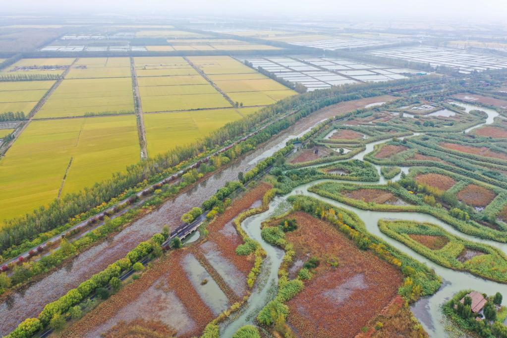 江蘇泗洪：洪澤湖濕地秋意濃