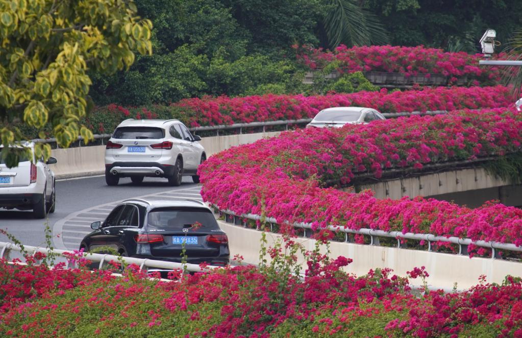 南寧：鮮花扮靚城市