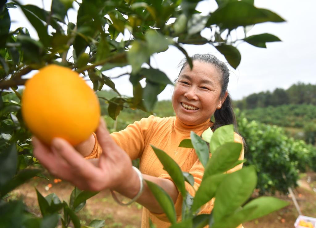 江西信豐：臍橙進入收獲季