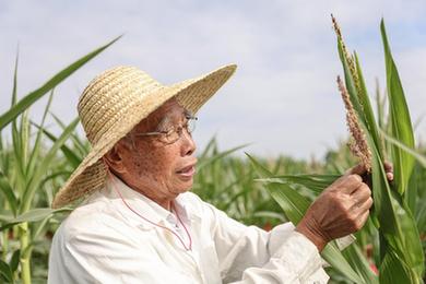 新華全媒+丨87歲，他在三亞南繁又一年