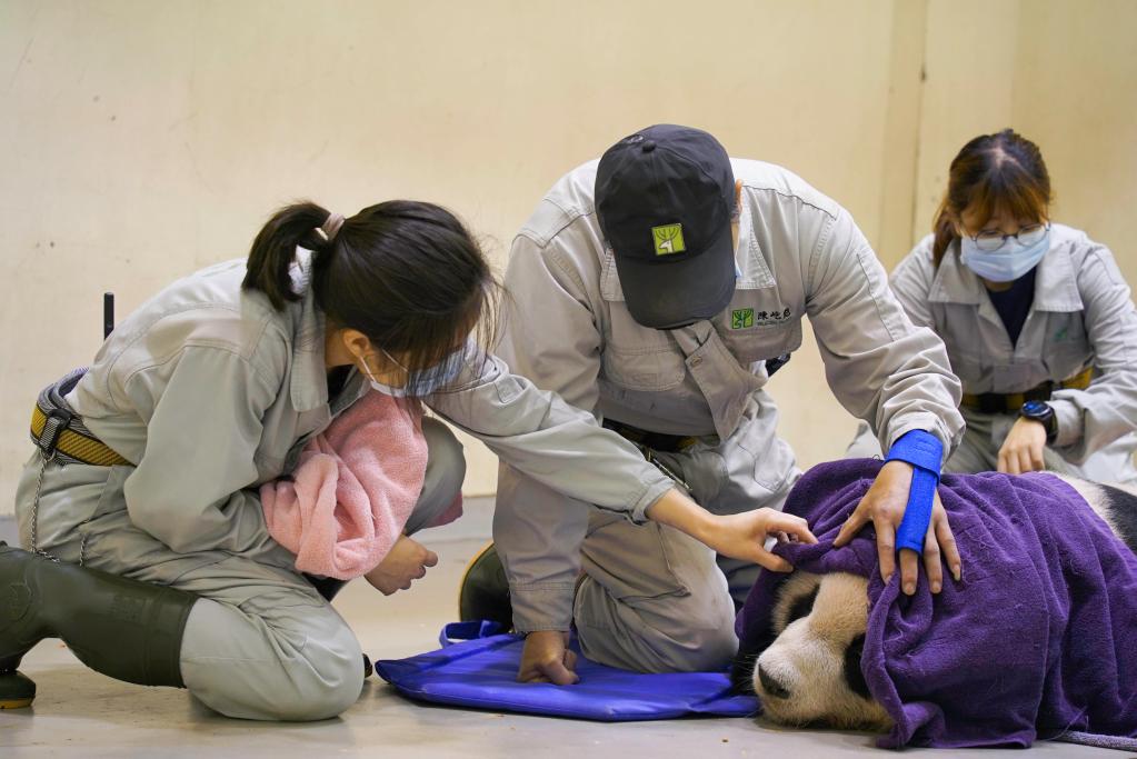 臺北動物園公布大熊貓“團團”病理解剖報告