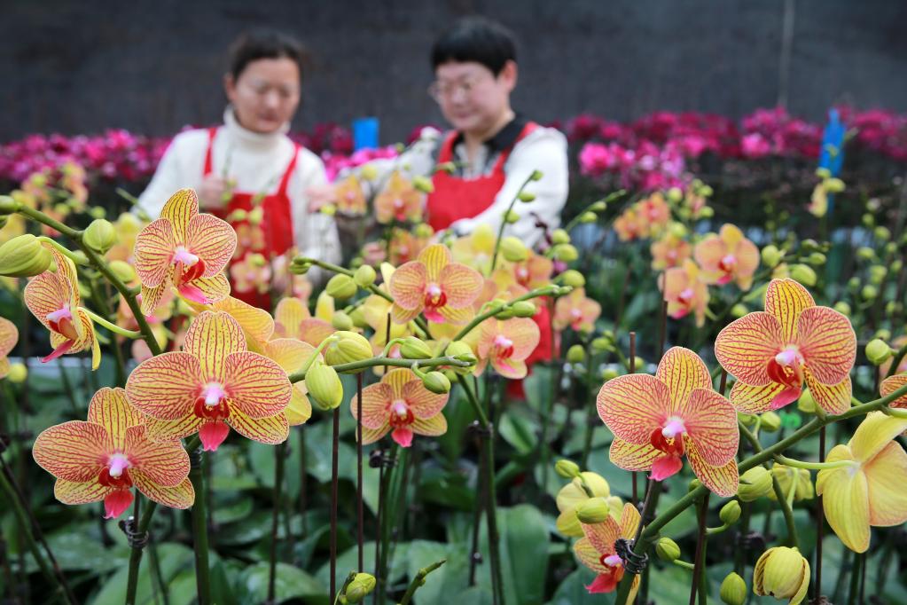 年宵花俏銷(xiāo)節(jié)慶市場(chǎng)