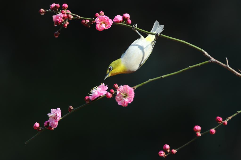 湖南衡陽(yáng)：鳥(niǎo)語(yǔ)花香迎春來(lái)