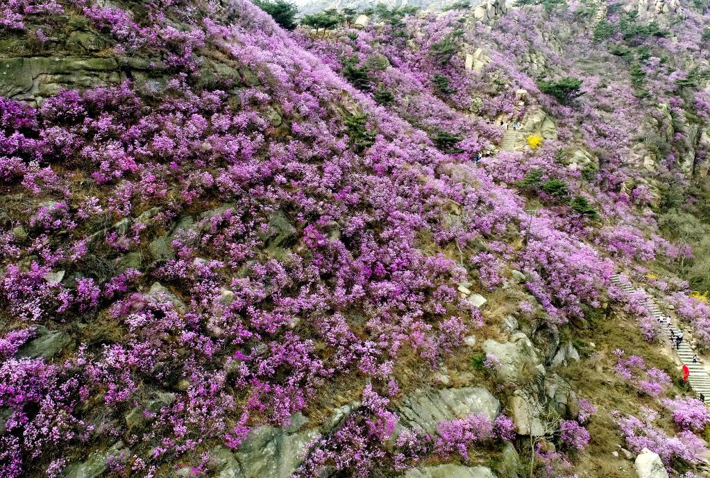 山東青島：萬畝野生杜鵑綻放