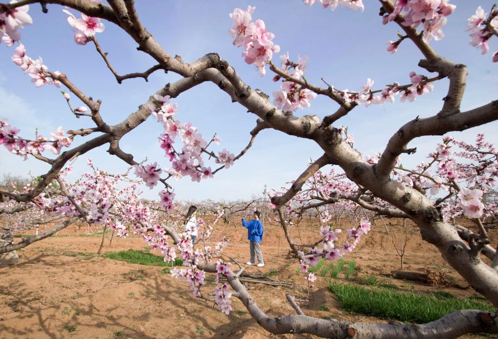 河北山海關(guān)：春意暖 花枝俏 果溢香