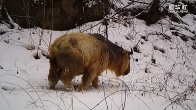 求偶遇！秦嶺野生動物的“盲盒”這樣開