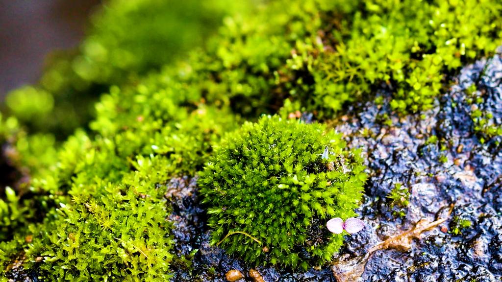 微縮“森林”生機(jī)盎然：大圍山保護(hù)區(qū)已知苔蘚538種