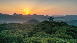 國際森林日丨提升生態(tài)碳匯能力，植樹造林怎么干？